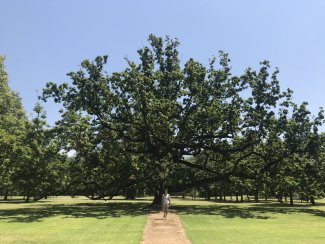 Giant Oak